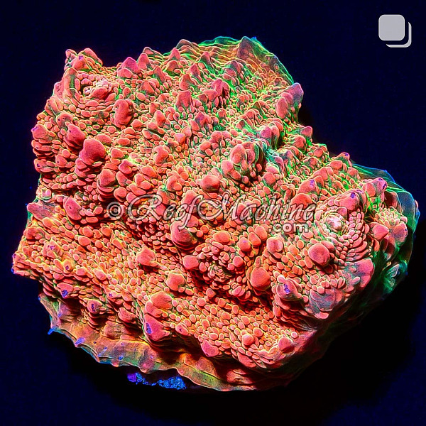 RM Nacreous Cloud Chalice Coral | 6L8A9767.jpg