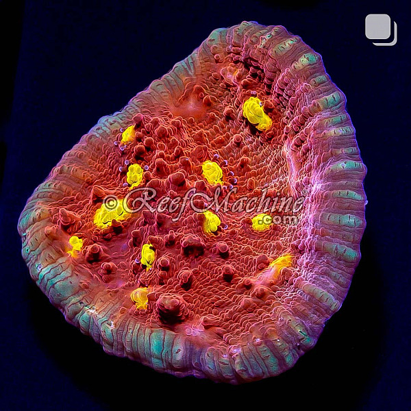 Golden Eye Chalice Coral | 6L8A9804.jpg