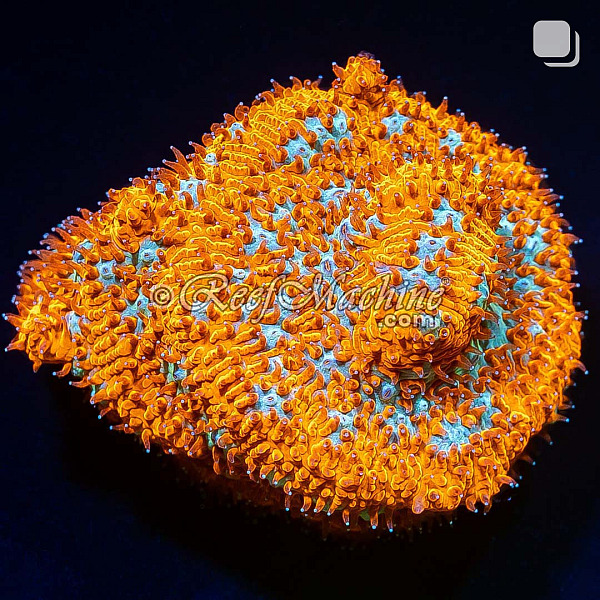 Tiger Eye Lithophyllon Coral