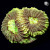 RM Gold Dust Favia Coral | 6L8A9782.jpg