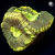 RM Gold Dust Favia Coral | 6L8A9779.jpg