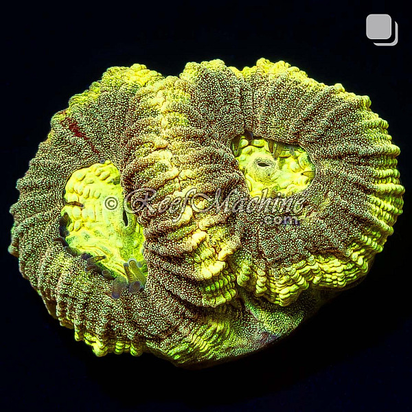 RM Gold Dust Favia Coral