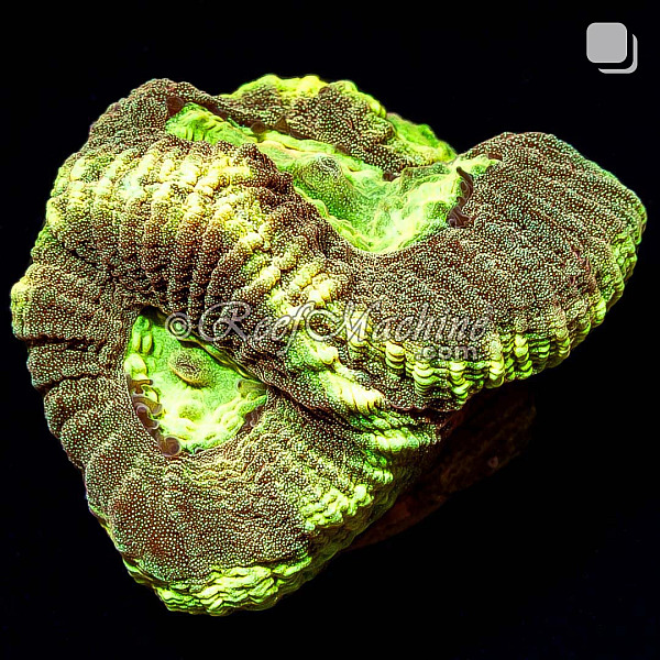 RM Gold Dust Favia Coral | 6L8A9780.jpg