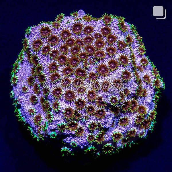 Rainbow Skittles Cyphastrea Coral | 6L8A9626.jpg