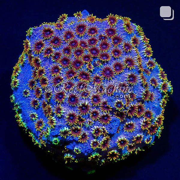 Rainbow Skittles Cyphastrea Coral | 6L8A9625.jpg