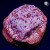  Klepto Lepto Leptoseris Coral | 6L8A9796.jpg