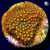 Reverse Burning Banana Stylocoeniella Coral | 6L8A9762.jpg