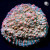 RM Pink Candy Crush Chalice Coral | 6L8A9733.jpg