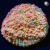 RM Pink Candy Crush Chalice Coral | 6L8A9732.jpg