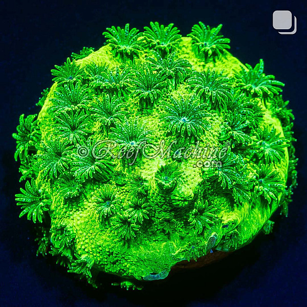 Toxic Green Cyphastrea Coral