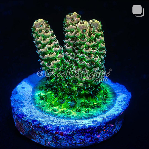 RM Gold Tip Tabling Acropora Coral | 6L8A9751.jpg