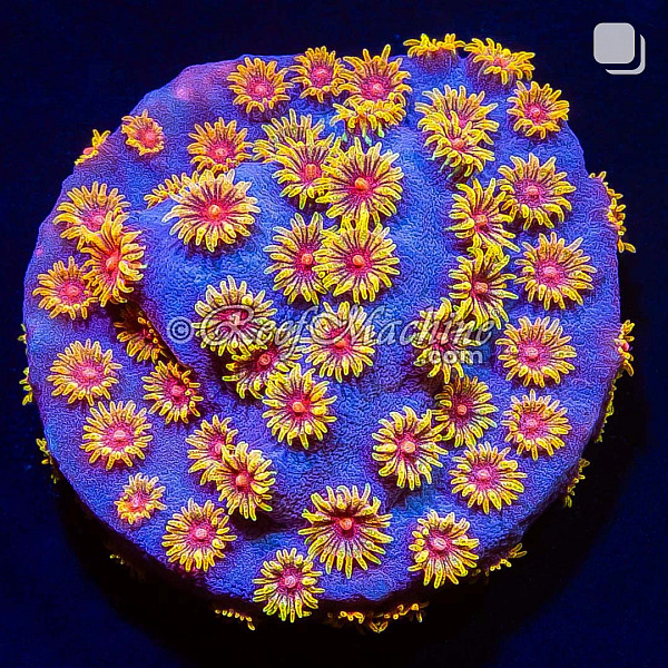 Bizarro Cyphastrea Coral | 6L8A9649.jpg