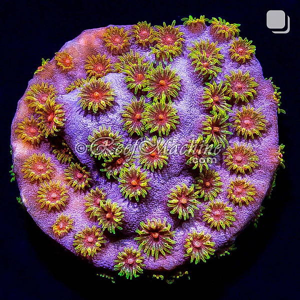Bizarro Cyphastrea Coral | 6L8A9650.jpg