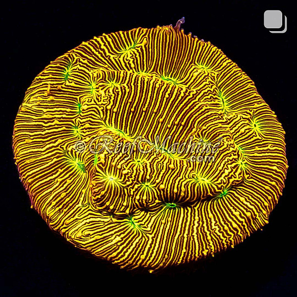 Jack-O-Lantern Leptoseris Lepto Coral