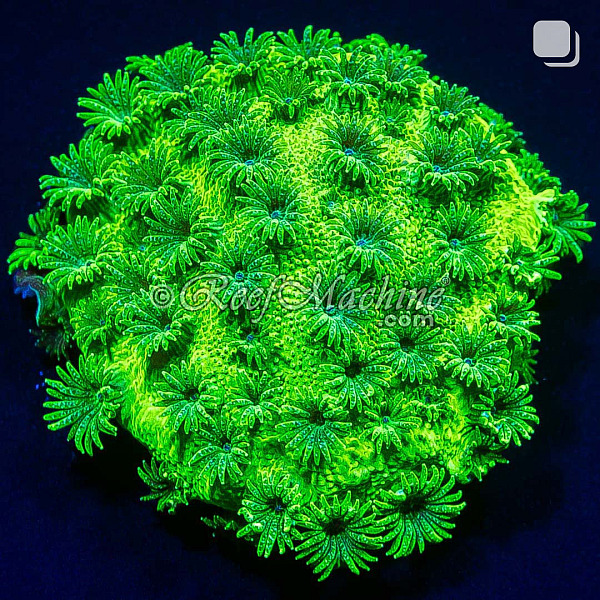Toxic Green Cyphastrea Coral