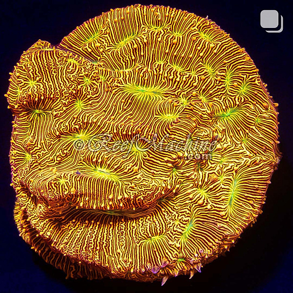 Jack-O-Lantern Leptoseris Lepto XL Coral