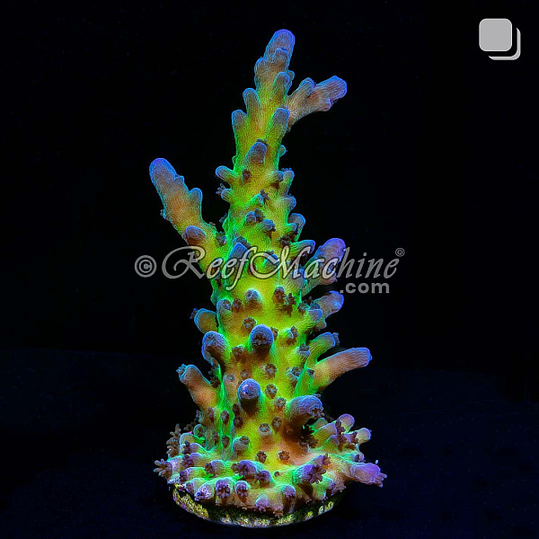 Miyagi Tort Acropora Tortuosa Acro Coral | 6L8A9851.jpg