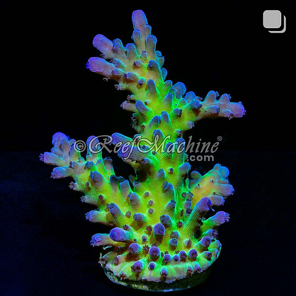 Miyagi Tort Acropora Tortuosa Acro Coral | 6L8A9853.jpg