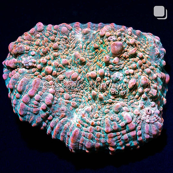 RM Pink Candy Crush Chalice Coral | 6L8A9729.jpg