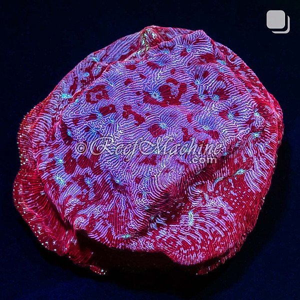  Klepto Lepto Leptoseris Coral | 6L8A9795.jpg