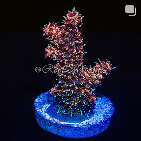 RM Wildfire Rainbow Millepora Acro Coral | 6L8A9870.jpg