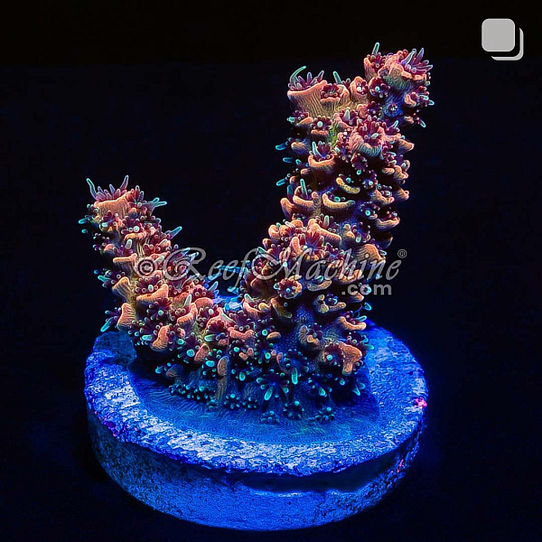 RM Wildfire Rainbow Millepora Acro Coral