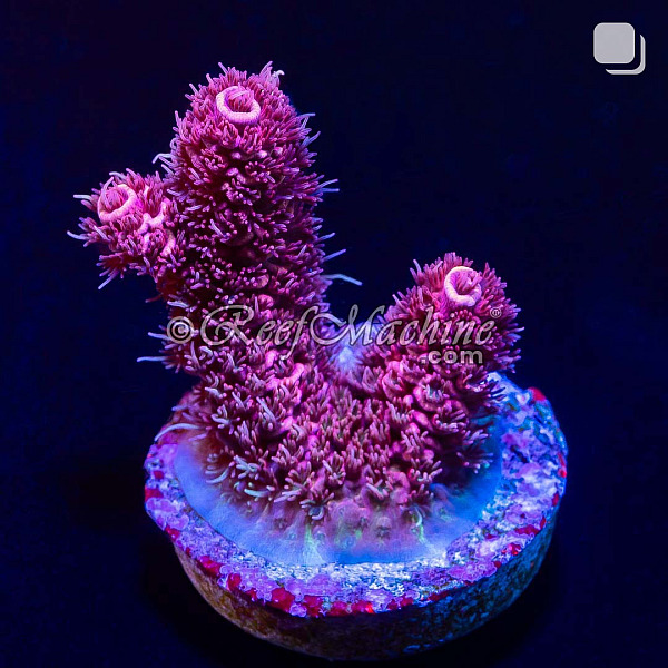 RM Rubicunda Millepora Acro Coral