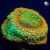 Aquaman Montipora Rainbow Monti Coral | 6L8A9914.jpg