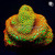 Aquaman Montipora Rainbow Monti Coral | 6L8A9909.jpg