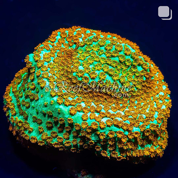 Aquaman Montipora Rainbow Monti Coral | 6L8A9914.jpg