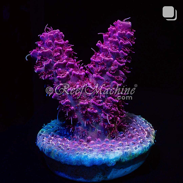 RM Queen of Hearts Millepora Acro Coral