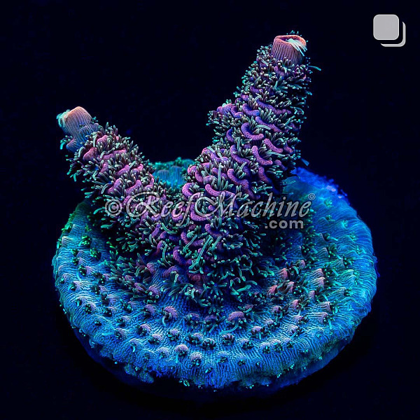 Tropical Punch Millepora Acro Coral | 6L8A0076.jpg