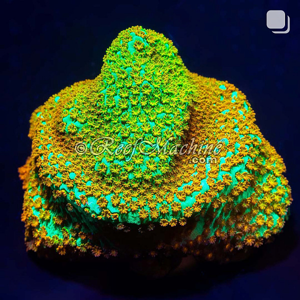 Aquaman Montipora Rainbow Monti Coral | 6L8A9910.jpg