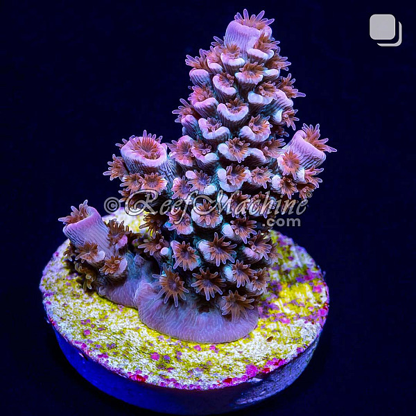RM Cherry Blossom Acropora Bifaria (Tenuis) Coral | 6L8A9880.jpg