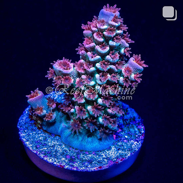 RM Cherry Blossom Acropora Bifaria (Tenuis) Coral | 6L8A9879.jpg
