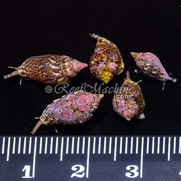 (5x) Hawaiian Strombus Snail aka 'Nano Conch'