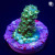 RM Dayglow Acropora Vermiculata Coral | 6L8A2524.jpg