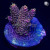 RM Twister Zinger Millepora Acro Coral | 6L8A2717.jpg