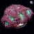 RM Laser Beam Blasto Merletti Blastomussa Coral | 6L8A2761.jpg