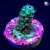 RM Dayglow Acropora Vermiculata Coral | 6L8A2525.jpg