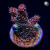 RM Wildfire Rainbow Millepora Acro Coral | 6L8A2650.jpg