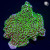 Tubbs Stellata Montipora Monti Coral (Lilac Tips) | 6L8A2720.jpg