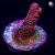 RM Rubicunda Millepora Acro Coral | 6L8A2714.jpg