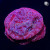  Klepto Lepto Leptoseris Coral | 6L8A2758.jpg