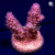 RM Queen of Hearts Millepora Acro Coral | 6L8A2481.jpg