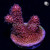 RM Rubicunda Millepora Acro Coral | 6L8A2709.jpg