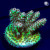 RM Gold Tip Tabling Acropora Coral | 6L8A2495.jpg