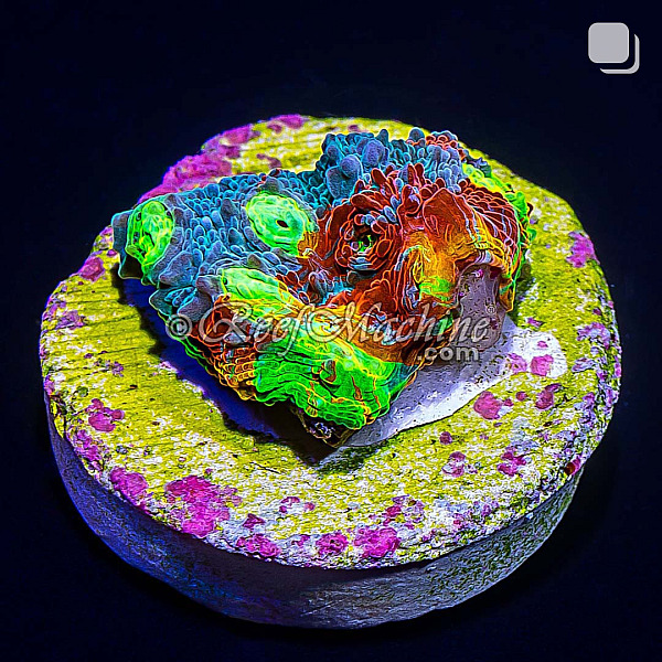 Master Grade Rainbow Crush Chalice Coral (Tank Grown) | 6L8A2669.jpg
