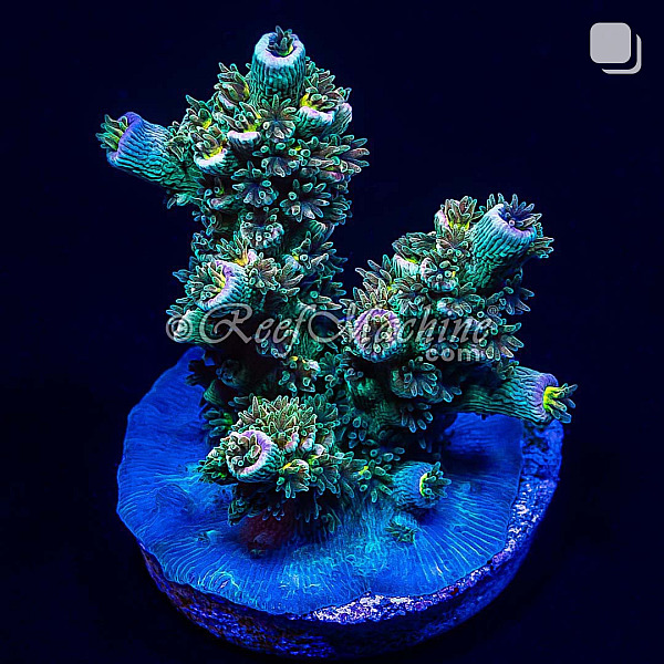 RM Tutti Frutti Acropora Bifaria (Tenuis) Coral | 6L8A2725.jpg