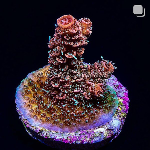 RM Wildfire Rainbow Millepora Acro Coral | 6L8A2676.jpg